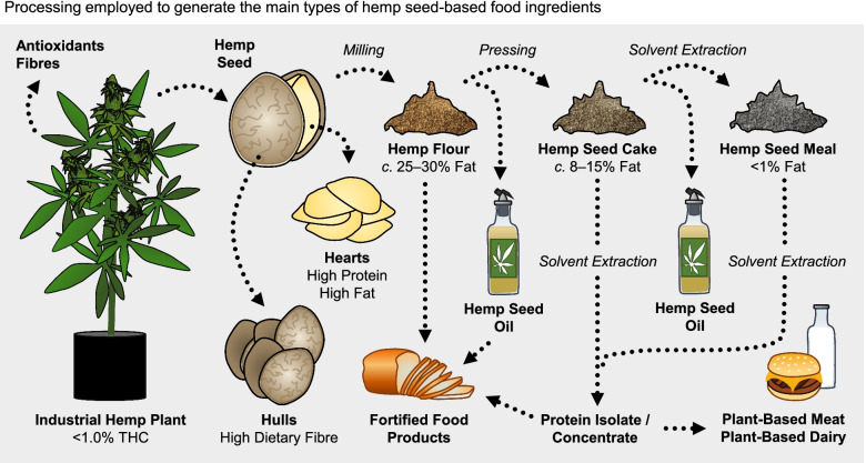 Food-grade hemp seed is harvested from industrial hemp plants with less than 1% (–)-trans-Δ9-tetrahydrocannabinol (THC). The hemp seed is comprised of an outer hull which is high in dietary fibre and the heart (seed embryo) which is rich in protein and fats. Whole hemp seeds are milled into hemp flour which is sequentially extracted to produce hemp oil and hemp protein concentrates/isolates which are used for food formulation. Residues from these extractions, hemp seed cake and hemp seed meal, can also be used to fortify foods with antioxidants and dietary fibre. Residue hemp plant biomass may also be a source of antioxidant compounds and short fibres for materials.