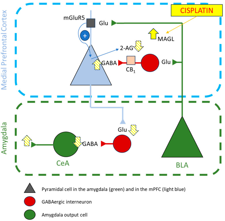 Hypothetical mechanism of the effect of cisplatin on the pain corticoamygdalar pathway. In normal conditions, activation of basolateral amygdala (BLA) pyramidal cells induces the secretion of 2-AG by pyramidal cells in the medial prefrontal cortex (mPFC) thanks to the activation of mGluR5. Administration of 5 mg/kg of cisplatin induced a significant increase in the expression levels of MAGL in the prefrontal cortex, which in turn would deplete the 2AG secreted by prefrontal pyramidal cells and, hence, reduce the activation of CB1 in prefrontal GABAergic interneurons. Prefrontal GABAergic interneurons would then increase their inhibitory influx on mPFC pyramidal cells projecting to GABAergic interneurons in the central nucleus of the amygdala (CeA), which would lead to increased firing of the amygdalar signalling outputs, an effect frequently observed in pain-related emotional responses in animal models of arthritis, colitis, formalin-induced inflammation, and neuropathic pain. The yellow-filled arrow represents the increase in MAGL gene expression observed in the PFC, while yellow-striped arrows represent the hypothetical changes that would follow it in the corticoamygdalar pathway. Schematic representation adapted from [50].