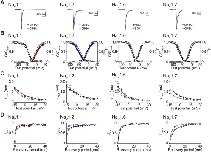 Biophysical effects of CBGA on the NaV1.1, NaV1.2, NaV1.6 and NaV1.7 channels. (A) Representative current traces in the presence of vehicle DMSO () or IC50 concentrations of CBGA for each channel (NaV1.1: 13.6 μM ; NaV1.2: 14.7 μM ; NaV1.6: 12.0 μM ; NaV1.7: 16.4 μM ). (B) Voltage-dependence of normalized peak conductance (G/Gmax) and SSFI (I/Imax) in the presence of vehicle DMSO (open symbol) or IC50 concentration of CBGA for NaV1.1 (; n = 11), NaV1.2 (; n = 16), NaV1.6 (; n = 7), or NaV1.7 (; n = 22). Boltzmann curves were fitted to pooled averages of peak conductance. (C) Time constant of steady-state fast inactivation (τinact), as a function of voltage, in the presence of DMSO vehicle (open symbols) or IC50 concentration of CBGA for each channel (closed symbols). (D) Recovery of channel availability from fast inactivation as a function of time, in the presence of DMSO vehicle (open symbols) or IC50 concentration of CBGA (closed symbols) for each channel. Data points are mean ± SEM of independent cells.