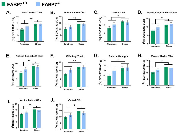 [3H] SCH23390 binding within each measured region in FABP7+/+ and FABP7-/- under control versus stress paradigm. (A) Dorsal medial caudate putamen (CPu); (B) Dorsal lateral CPu; (C) Dorsal CPu; (D) Nucleus accumbens core; (E) Nucleus accumbens shell; (F) Olfactory tract; (G) Substantia Nigra; (H) Ventral medial CPu; (I) Ventral lateral CPu; (J) Ventral CPu. Two-way ANOVA, n = 9–10/group, bar represent mean ± SEM, * indicates statistcally significant difference in an overall stress effect at p < 0.05, **p < 0.001