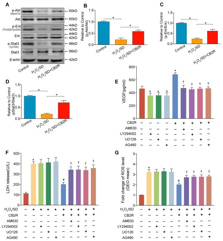 Activation of Stat3 through the phosphorylation of Akt and Erk1/2 was required for CB2 agonist-elicited beneficial actions in AD-MSCsA. Representative photographs of immune blot of Akt, Erk, Stat3 and their phosphorylation. (n = 3), B.-D. Quantitative analysis of A.. *P < 0.05 between indicated groups. AD-MSCs were pre-treated with CB2 agonist (5 μM, 12 h) in the presence or absence of AM630 (4μM, a CB2 inhibitor), U0126 (5μM, an Erk1/2 inhibitor), LY294002 (5μM, a PI3K/Akt inhibitor) or AG490 (a Stat3 inhibitor, 40μM) and subsequently underwent H2O2/SD insult. E. Paracrine growth factor VEGF secreted by AD-MSCs following indicated treatment, F. LDH release by AD-MSCs after indicated treatment, n = 3. G. Flow cytometry analysis of ROS production in AD-MSCs after indicated treatment, n = 3. n = 3. *P < 0.05 versus blank control, #P < 0.05 versus H2O2/SD, †P < 0.05 versus H2O2/SD+CB2R or CB2R.