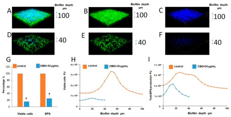 CLSM of biofilms. (A–F). CLSM 3D images of untreated and treated with CBD biofilms. (A,D). Merged images of metabolically active green fluorescence protein (GFP)-expressing (green color) fungal cells embedded in the extracellular polysaccharides (EPS) (blue color, ConA-stained); (B,E). Images of fungal cells alone (green color); C, F. Images of EPS alone (blue color); (A–C). Untreated control; (D–F). Biofilms were developed in the presence of 50 μg/mL CBD. Z-axis of 3D images indicates biofilm thickness. Magnification 100×. (G–I). Quantitative analysis of total EPS production and viable cells amount in each sample was calculated as blue and green fluorescence intensity, respectively, using Image J v3.91 software. Data are presented as total EPS production (I) and viable cells amount (H) in each layer of the biofilm (5 µm sections). Percentage of total EPS production and viable cells in biofilms treated with 50 μg/mL CBD is presented as area under the curve (AUC) and compared to untreated control (G). * Significantly lower than the untreated control (p < 0.05).