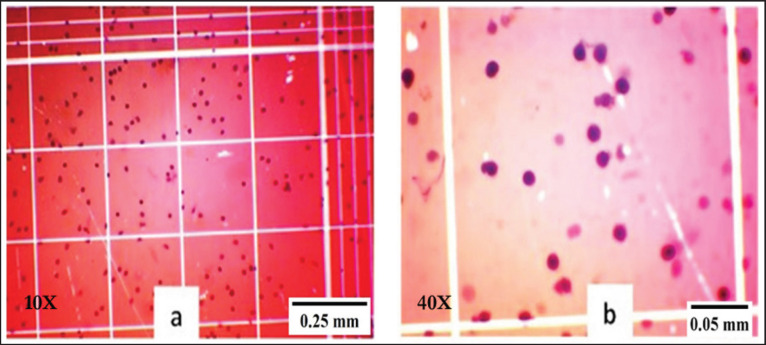 Trypan blue stained hemocytes on Nuber’s hemocytometer under a microscope. (a) 10x and (b) 40x magnification.