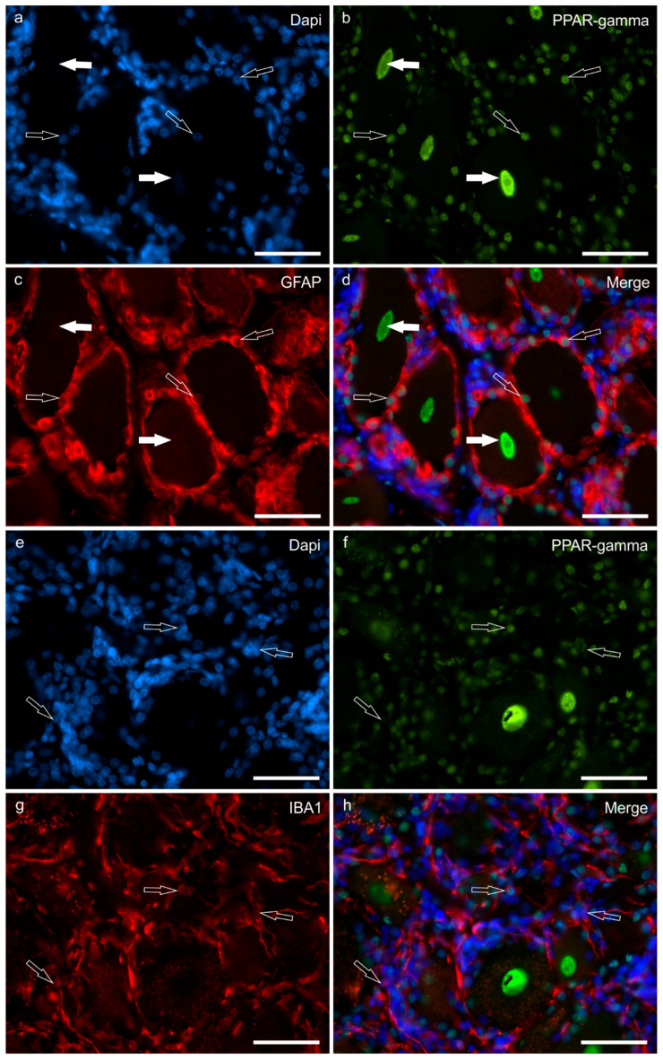 Photomicrographs of equine trigeminal ganglion cryosections showing the co-localisation between the antibody anti-PPARγ (Peroxisome proliferator-activated receptor gamma) and the satellite glial cells marker GFAP (glial acidic fibrillary protein), (a–d) and between the antibody anti-PPARγ and the macrophage marker IBA1 (e–h). (a–d) The white arrows indicate two neuronal nuclei showing bright PPARγ immunoreactivity; the open arrows indicate the dapi labelled nuclei of GFAP immunoreactive satellite glial cells showing moderate PPARγ immunoreactivity. (e–h) The open arrows indicate the dapi labelled nuclei of IBA1 immunoreactive macrophages which co-expressed PPARγ immunoreactivity. Bar: 50 µm.