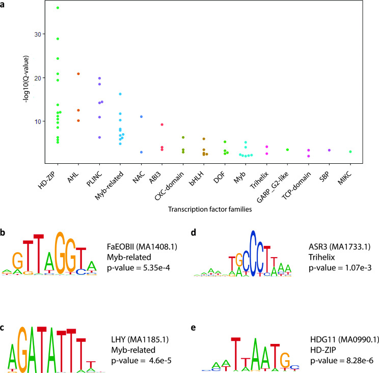 Putative glandular trichome specific cis regulatory elements are enriched in transcription factor binding motifs involved in specialised metabolism, circadian rhythm, and stress resistance. (a) Plot showing various transcription factor families associated with mined motifs in glandular trichome specific cis-elements. Each point represents the enrichment significance score of a transcription factor motif found in our dataset, plotted above its cognate family. (b) FaEOBII (MA1408.1) motif enriched in putative trichome specific cis-elements is associated with aroma volatile production. (c) LHY (MA1185.1) and CCA1 (MA0972.1) motifs involved in circadian rhythm homeostasis is enriched in trichome specific cis elements. (d) The pattern triggered immunity related ASR3 (MA1733.1) motif and (e) negative regulator of trichome branching associate regulatory motif HDG11(MA0990.1) are enriched in trichome specific cis regulatory elements