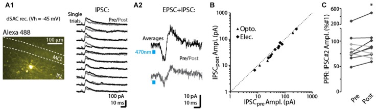Depolarization-induced suppression of disynaptic IPSCs in dSACs. (A1) Right: outward currents recorded from an IPL-dSACs at Vhold = −45 mV. Illustrated are 10 consecutive trials in which currents evoked by electrical stimulation of the aPC were recorded before (black traces) and 2.5 s after (gray traces) a 5-s depolarization applied to the cell. Left: epi-fluorescence image of this IPL-dSAC. (A2) Light-evoked EPSC-IPSC sequences in a different, GCL-dSAC recorded before (top trace; average of 10 trials) and after (bottom) depolarization of the test cell. (B) Summary of depolarization-induced effects on disynaptic IPSCs recorded in 15 dSACs. Each data point reflects one experiment (5–10 trials per experiment). Note the consistent small effect, as seen in the offset of the data points from the diagonal line reflecting unity. (C) Summary of depolarization effects on the PPRs of the disynaptic IPSCs for 10 experiments. Black lines reflect 7 of the 10 experiments in which the depolarization reduced the amplitude of the IPSC. *p = 0.038, paired t-test, n = 7.