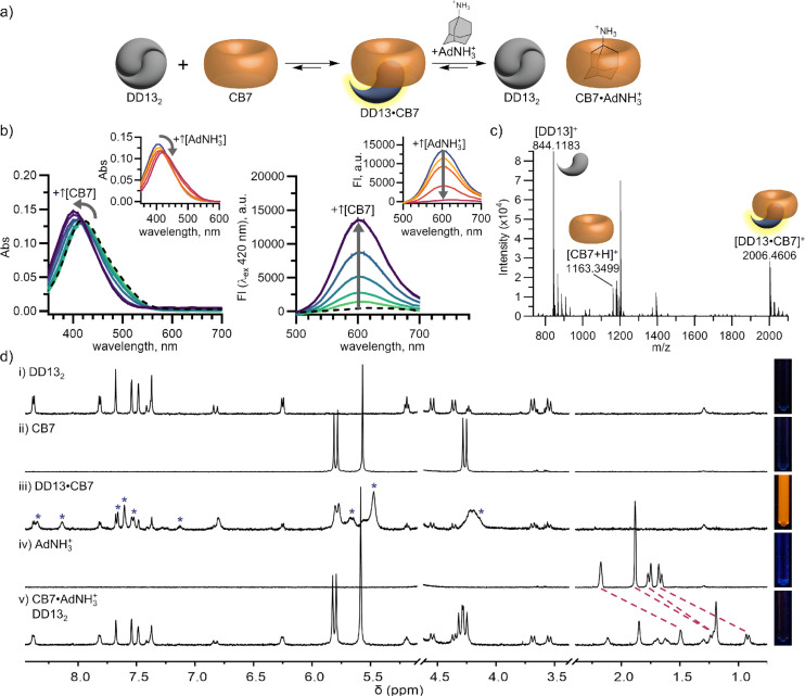 Mixed host DD13·CB7 co-assembly functions as a turn-off chemosensor for strong binding guests of CB7. (a) Schematic of DD13·CB7 formation and sensing mechanism of AdNH3+. (b) The addition of increasing concentrations of CB7 (1.3 to 84 μM) into DD13 (10.5 μM) results in a blue shift in absorbance (left) and increased fluorescence (right). Black dashed line represents DD13 (10.5 μM). Insets show the addition of increasing concentrations of AdNH3+ (2.6 to 21 μM) to the co-assembled DD13·CB7 chemosensor induces a red shift in absorbance (left) and turn-off fluorescence (right). Inset blue line represents DD13 (10.5 μM) with CB7 (21 μM). All samples in NaH2PO4/Na2HPO4 (10 mM, pH 7.4) in H2O. (c) MALDI-TOF MS of DD13 (50 μM) with CB7 (50 μM) confirms DD13·CB7 co-assembly. (d) 1H NMR of (iii) DD13 (100 μM) with CB7 (100 μM) shows evidence of hetero host co-assembly by the appearance of new upfield-shifted DD13 peaks and new CB7 peaks (blue stars). Disassembly of the homodimer DD132 is supported by the fluorescent appearance of the NMR tube. In (v) the addition of AdNH3+ (100 μM) displaces the DD13·CB7 complex, indicated by the upfield-shifted AdNH3+ peaks (red dashed lines) and return of native homodimer DD132 peaks. The non-fluorescent appearance further supports the reformation of the homodimer DD132. All samples in NaH2PO4/Na2HPO4 (10 mM, pD 7.4) in D2O (500 MHz, 298 K). NMR tubes irradiated with a hand-held UV lamp (λex 356 ± 20 nm).