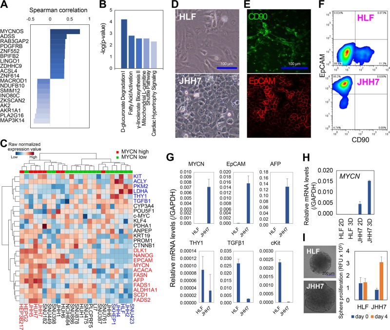 MYCN co-expression genes in HCC tumor tissues and cell lines.a Top MYCN co-expression genes selected from the liver hepatocellular carcinoma TCGA PanCancer RNA-seq data with a threshold of Spearman’s correlation coefficient of more than 0.3. b Top canonical pathways associated with MYCN co-expression genes in the IPA program. c Hierarchical clustering of MYCN and genes related with hepatic stem/progenitor markers and cancer metabolism and metastasis. MYCN high: HCC cells with the expression level of MYCN ≥ 1 RPKM; MYCN low: HCC cells with the expression level of MYCN < 1 RPKM. d Brightfield microscopic analysis, e immunofluorescence staining, and f flow cytometric analysis of CD90 or EpCAM expression in HLF and JHH7 cells. Scale bars, 100 μm. g PCR analysis of gene expression in HLF and JHH7 cell. h Gene expression of MYCN in JHH7 cells grown in monolayer (2D) and sphere cultures (3D) for 8 days. i Sphere proliferation of the HLF and JHH7 cells. RFU, relative fluorescent units. Scale bar, 200 μm. The data are presented as means (n = 3 replicates) ± SD.