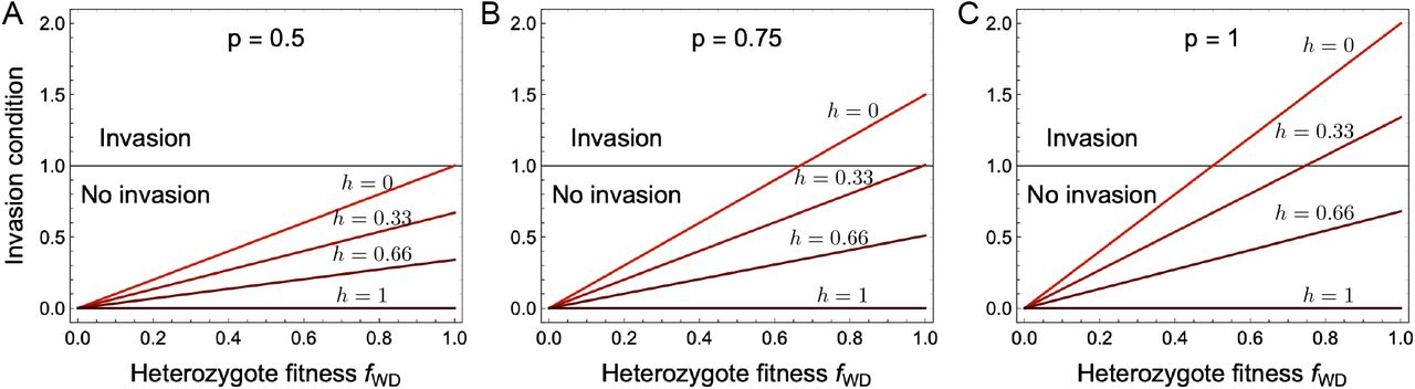 Invasion condition with varying mate-choice bias (h) against heterozygotes fitnessfWD. Here, invasion condition refers to the ability of the drive to invade a wild-type population from low frequency, with an invasion condition of greater than 1 being necessary for success. (A) Medea drive or no distortion, p = 0.5. Wild-type population cannot be invaded for any value of mate choice bias, h. (B) Distortion based gene drive with p = 0.75. Wild-type population can be invaded if there is no-mate choice bias h = 0 and fWD > 2/3. (C) Distortion based gene drive with p = 1. Wild-type population can be invaded if mate choice bias not very high i.e. for h = 0 and h = 0.33.