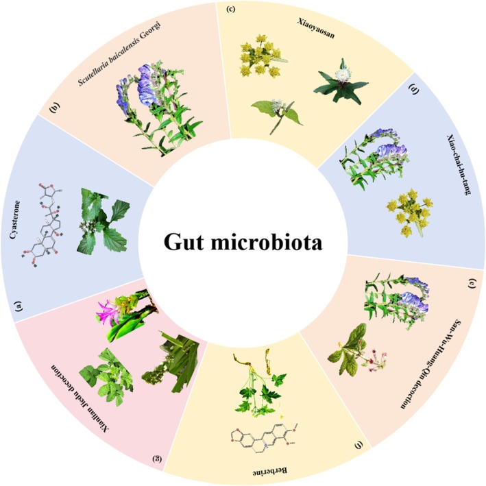 Herbal medicine treats CRC by regulating gut microbiota. (a) Ajuga decumbens Thunb. (b) Scutellaria baicalensis Georgi. (c) Bupleurum chinense DC., Atractylodes macrocephala Koidz. and Cynanchum otophyllum Schneid. (d) Scutellaria baicalensis Georgi, and Bupleurum chinense DC. (e) Scutellaria baicalensis Georgi, and Rehmanniaglutinosa (Gaertn.) Libosch. ex Fisch. & C. A. Mey. (f) Coptis chinensis Franch. (g) Sparganium stoloniferum (Buch.‐Ham. ex Graebn.) Buch.‐Ham. ex Juz., Agrimonia pilosa Ledeb. and Curcuma phaeocaulis Valeton.