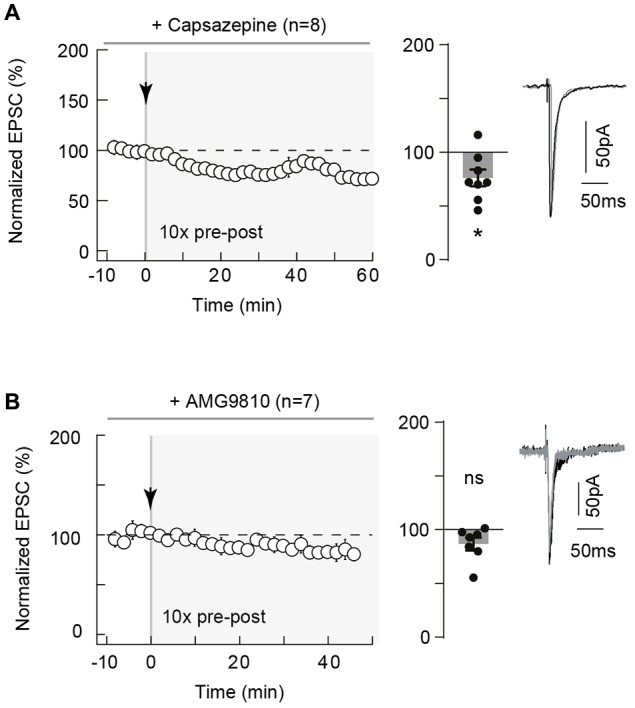 Neocortical eCB-tLTP relies on transient receptor potential vanilloid type-1 (TRPV1) activation. (A) 10 pairings-tLTP was prevented when TRPV1 was inhibited by capsazepine, a specific TRPV1 inhibitor. Summary of experiments showing that tLTP expression was prevented by capsazepine (n = 8 cells from 4 rats; ΔtSTDP = +17 ± 2 ms). (B) 10 pairings-tLTP was prevented when TRPV1 was inhibited by AMG9810, a specific TRPV1 inhibitor. Summary of experiments showing that AMG9810 prevented the 10 pairings tLTP (n = 7 cells from 3 rats; ΔtSTDP = +16 ± 1 ms). Representative traces are the average of 15 EPSCs during baseline (black traces) and 50 min after STDP protocol (gray traces). Error bars represent SD. *p < 0.05. ns, non significant.