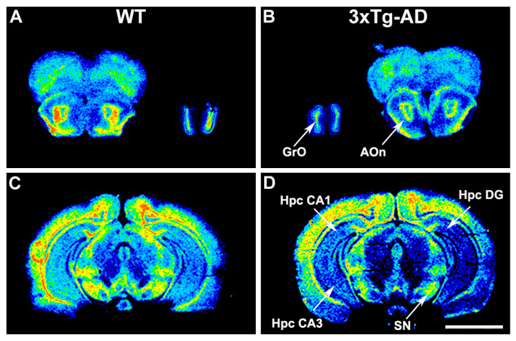 Representative autoradiograms of WT (A,C) and 3xTg-AD (B,D) mice in coronal brain sections that show [35S]GTPγS binding evoked by CYM5442 (10−5 M), accounting for S1P1 receptor activity. The S1P1 receptor activity was reduced in the rhinencephalon, hippocampus, and substantia nigra from 3xTg-AD mice. Scale bar = 4 mm. GrO: granular olfactory bulb, AOn: Anterior olfactory nucleus, Hpc DG: hippocampus dentate gyrus, Hpc CA1: hippocampus CA1, Hpc CA3: hippocampus CA3, SN: Substantia nigra.