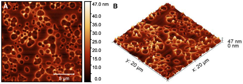 AFM height image (20 × 20 μm) of an ethanol/CBD solution (A) and the corresponding 3D image (B). The measurements were performed in the dried state at room temperature.