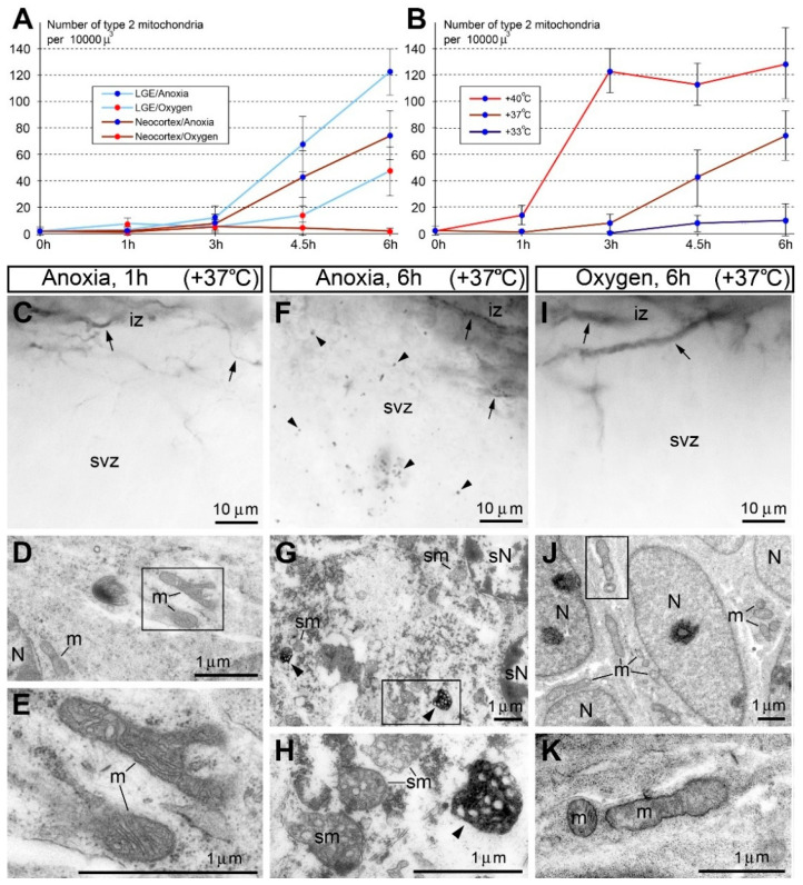 Anoxia increases, whereas oxygenation attenuates, the rise of immunopositive type 2 mitochondria and necrosis-like ultrastructural pathology in mouse embryo brains. (A) Quantification of immunopositive mitochondria in the subventricular zone (svz) of neocortex or lateral ganglionic eminence (LGE) in anoxic conditions or with oxygenation. (B) Growth of the density of type 2 mitochondria after anoxia is increased at high temperature (40 °C) and decreased at low temperature (33 °C) compared with physiological temperature (37 °C). In (A,B), the Y-axis shows the average from 6 embryos ± SD. (C–K) Representative light (C,F,I) and electron micrographs (D,E,G,H,J,K) of anti-CB1R-L31 labeling of the neocortical svz and intermediate zone (iz) under the indicated conditions. Normal CB1R-positive axons are visible in iz (arrows in C,F,I). (C–E) At 1 h of anoxia treatment, neurons retain normal structure of nuclei (N) and organelles, including mitochondria (m) that are negative for anti-CB1R-L31 labeling. (F–H) At 6 h of anoxia, neurons show numerous immunopositive mitochondria (arrowheads) and necrosis-like ultrastructural pathologies, such as spherical nuclei (sN) and swollen mitochondria (sm). (I–K) In contrast, embryo brains immersed in the oxygenated medium demonstrate very few, if any, immunopositive mitochondria (I) and mostly normal ultrastructure of neurons (J,K). Framed areas in D,G,J are enlarged in E,H,K, respectively. Modified from [16]. (License 6183801444721).