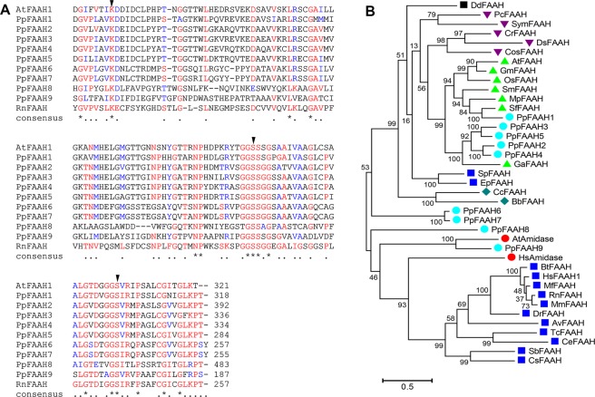 Alignment and phylogenetic analysis of FAAH. (A) Characteristic amidase signature (AS) of AtFAAH and RtFAAH were compared with nine FAAH candidates (PpFAAH1 to PpFAAH9) of moss. Arrows indicate the conserved catalytic triad of lysine-serine-serine. Numbers at the end of the sequences represents the last amino acid position of the AS. Alignment of full-length sequences is shown in Fig. S2. The symbols: asterisk, dot and gap for the consensus sequence indicate identical, same class and different class of residues at the same position, respectively. Red, green, and black colors also represent the same order of consensus symbols in terms of conserved residues. (B) Phylogenetic analysis of PpFAAH in relation to other eukaryotic orthologs (Table S3). Numbers indicate bootstrap values obtained from 500 replicates using the maximum likelihood method. The scale bar represents 0.5 amino acid substitutions per site.