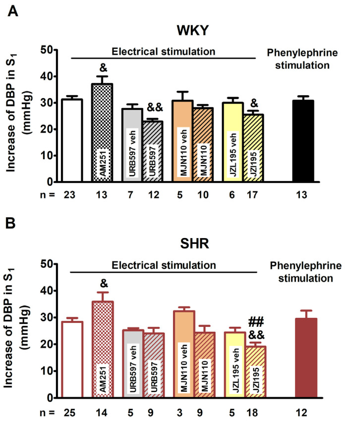 Increases in diastolic blood pressure (DBP) during the first stimulation (S1) induced electrically (0.75 Hz, 1 ms, 50 V, 5 pulses) or by phenylephrine (0.01 μmol/kg) in pithed and vagotomised normotensive Wistar–Kyoto rats (WKY; panel (A)) and spontaneously hypertensive rats (SHR; panel (B)). Each rat was injected with pancuronium (0.8 µmol/kg) 5 min before S1. Experiments were performed in the presence of the CB1 receptor antagonist AM251 (3 μmol/kg), the fatty acid amide hydrolase (FAAH) inhibitor URB597 (9 μmol/kg; i.p.), the monoacylglycerol lipase (MAGL) inhibitor MJN110 (3 μmol/kg; i.p.) and the dual FAAH/MAGL inhibitor JZL195 (46 μmol/kg; i.p.) or their respective vehicle (veh). Means ± SEM of n = 3–25; ## p < 0.01 vs. the respective value in normotensive WKY group; & p < 0.05, && p < 0.01 vs. the respective control group without antagonist or inhibitor or vehicle for inhibitor (white columns).