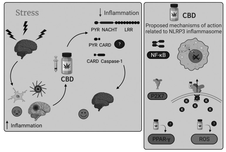 Stress-induced inflammation and the proposed mechanisms of action of CBD related to NLRP3 inflammasome. Left Panel. Stressful events are important risk factors for the development of mental disorders. One of the proposed theories to explain these effects relies on the increase of inflammatory processes in the brain. Microglia, the brain-resident immune cells, play a significant role in neuroinflammatory and neurodegenerative processes. The NLRP3 inflammasome pathway is the primary source of IL-1β, responsible for pro-IL-1β cleavage and activation in the CNS. The anti-stress and anti-inflammatory effects of CBD, the main non-psychotomimetic compound of the Cannabis sativa plant, have also been extensively described. Despite the absence of studies investigating the involvement of the microglial NLRP3 inflammasome pathway in the mechanisms by which CBD improves stress-related conditions, there is increasing evidence suggesting that the NLRP3 inflammasome is involved in the mechanism by which CBD reduces inflammatory processes. In this way, more studies are necessary to verify if NLRP3 is involved in the mechanism of action of CBD and the improvement of behavioral alterations induced by stress – Does it happen due to the disassembling of the NLRP3 inflammasome components? Is it through a direct or indirect interaction? Right Panel. Proposed mechanisms of action of CBD that involve the NLRP3 inflammasome pathway. In macrophages, CBD appears to inhibit the nuclear translocation of NF-kB and, consequently, reduces the NLRP3 inflammation assembling and activation. A molecular docking study suggests that CBD binds to P2X7 receptors and blocks K+ efflux, a critical step in promoting platform oligomerization and activation. There are also reports on PPAR-γ and ROS involvement in the mechanism by which CBD decreases NLRP3 inflammasome activation, although the exact mechanism involved in these effects is less precise than the other two described. CNS: Central nervous system; CBD: Cannabidiol. Images created with BioRender.com.