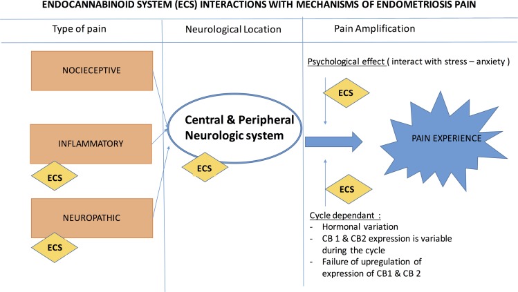 ECS interactions with mechanisms of endometriosis pain.