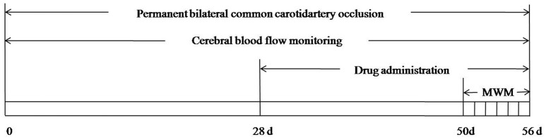 Schematic demonstrates overall experimental process.