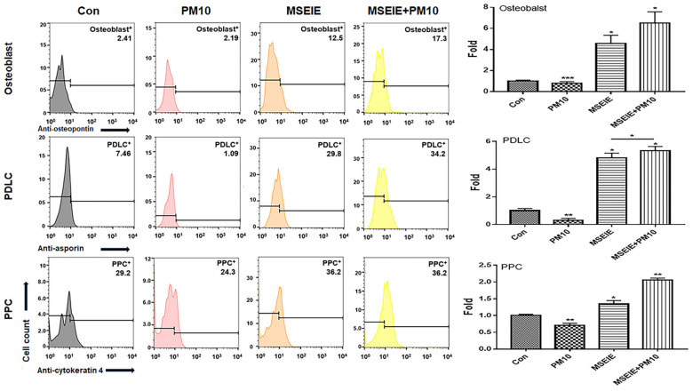 Differentiation patterns of PDLSCs under MSECM and MSEIEs treatments. Differentiation of PDLSCs into osteoblasts, PDLCs, and PPC MSEIEs from gingival cells under MSE, MSEIEs+PM10, and PM10 treatments after exposure to MSEIEs (* p < 0.05, ** p < 0.01, *** p < 0.001).