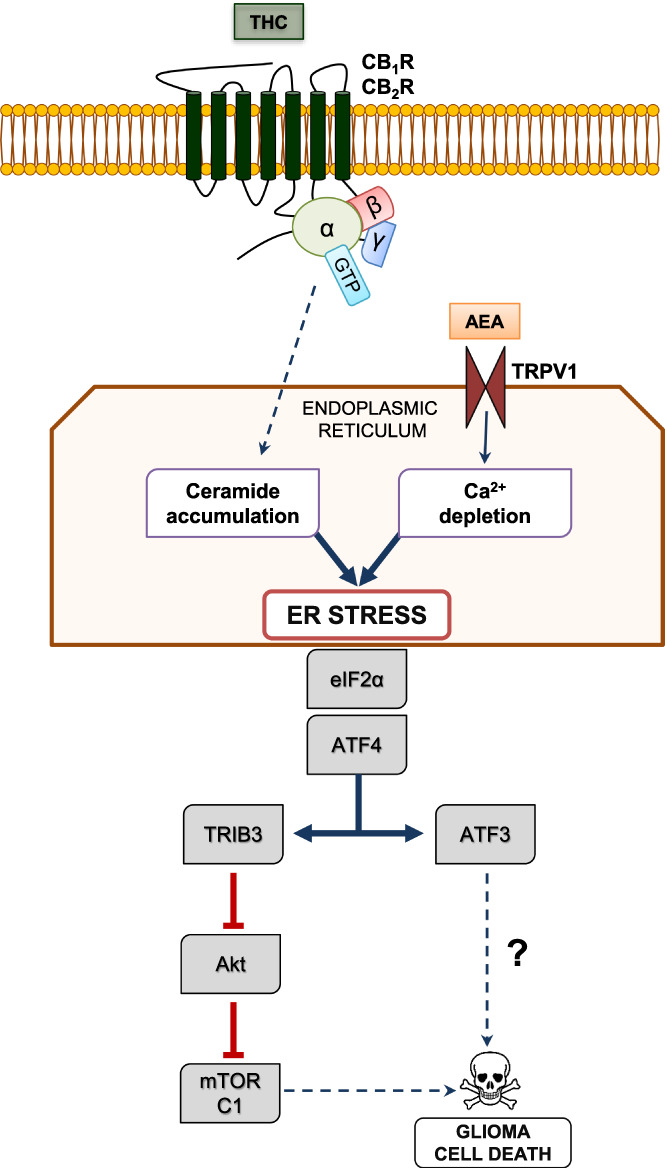 Scheme depicting the mechanism of cannabinoid‐induced apoptosis of glioma cells. Cannabinoids trigger ER stress in glioma cells through at least two mechanisms: (i) THC‐evoked, CB1R/CB2R‐dependent stimulation of ceramide synthesis de novo in the ER via G protein‐dependent (and perhaps G protein‐independent) actions, and (ii) AEA‐evoked activation of TRPV1 receptors located on the ER, which mediates Ca2+ efflux from this organelle to the cytoplasm. Ceramide accumulation and Ca2+ depletion in the ER may converge at the phosphorylation (that is, inhibition) of eIF2α and the induction of ATF4, which, in turn, triggers cell death by two pathways: (i) up‐regulation of TRIB3 expression, thereby leading to inhibition of the AKT‐mTORC1 axis and sequential activation of autophagy and apoptosis, and (ii) up‐regulation of ATF3 expression, which induces cell death via a hitherto unknown mechanism. Dashed lines represent multi‐step processes
