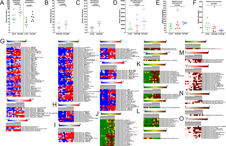 THC administration modulated relative abundance of IPA and SCFA-producing colonic species of SIV-infected RMs. Dot plots show relative abundance of Indole-3-propionate (IPA) [Clostridium botulinum (A), Clostridium paraputrificum (A), Clostridium cadaveris (B), and Clostridium sporogenes (C)] and short chain fatty acid (SCFA) [Faecalibacterium prausnitzii (D) and Butyricicoccus pullicaecorum (E)] producers, and the dysbiotic species Enterococcus faecalis (F) in colon of THC/SIV and VEH/SIV at 6 MPI relative to uninfected control RMs. Heat maps show relative abundance of commensal Clostridia (G–I), Lactobacillus (J–L) and Bifidobacteria species (M–O) in colon of THC/SIV (G, J, M), VEH/SIV (H, K, N) compared to uninfected control RMs and in THC/SIV (I, L, O) relative to VEH/SIV RMs at 6 MPI. CCCN–uninfected controls, VEHC6M–VEH/SIV 6 MPI, THCC6M–THC/SIV 6 MPI, MPI–months post-SIV infection. A p-value of < 0.05 was considered significant