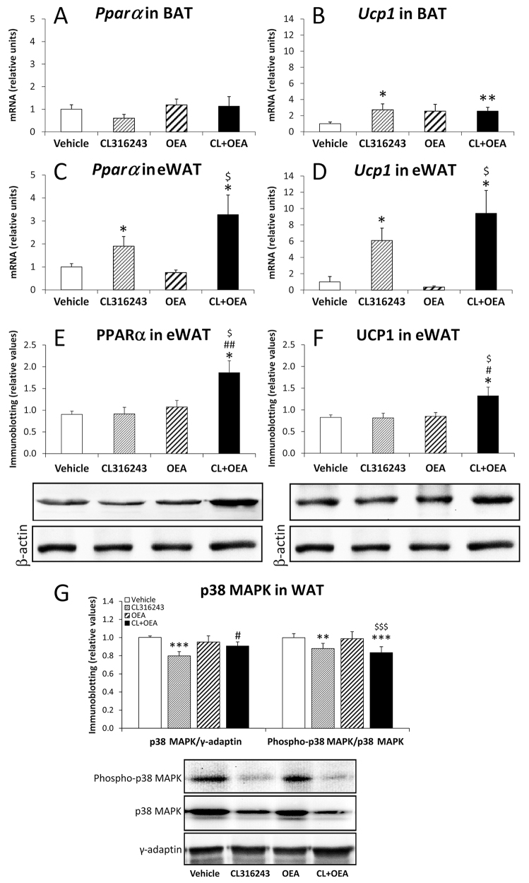 Effects of repeated administration of CL316243 and/or OEA on expression of molecules implicated in thermogenesis (Pparα and Ucp1) in eWAT and BAT, and on protein expression of p38 MAPK and p38 MAPK phosphorylation in eWAT after 6 days of treatment. (A,B) Pparα and Ucp1 mRNA levels in BAT. (C,D) Pparα and Ucp1 mRNA levels in eWAT. (E-G) Protein levels of PPARα, UCP1, p38 MAPK and phosphorylated p38 MAPK in eWAT. Histograms represent the mean±s.e.m. (n=8). *P<0.05, **P<0.01, ***P<0.001 versus vehicle-treated rats; #P<0.05, ##P<0.01 versus CL316243-treated rats; $P<0.05, $$$P<0.001 versus OEA-treated rats.