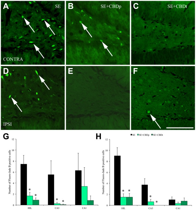 Protective action of CBD over neuronal degeneration 1 day after pilocarpine-induced SE, evaluated by Fluoro-Jade B (FJB) staining. (A–F), representative micrographs from the contralateral (A–C) and ipsilateral (D–F) hilus of a SE rat (A,D), SE+CBDp rat (B,E), and a SE+CBDt rat (C,F). Whereas SE rats present higher number of FJB positive neurons in both hilus (arrows in A,D), CBD treated rats had only a few FJB positive neurons (B,C,E,F). Both the contralateral (G) and ipsilateral (H) hippocampus of SE+CBDp (medium green bars) and SE+CBDt (dark green bars) had a lower number of FJB positive neurons in the hilus and CA3, compared to SE group (black bars; ANOVA followed by Sidak post hoc test). The white bar in F indicates 100 μm and the ∗ indicates differences from SE group. Data were presented as mean ± standard error.