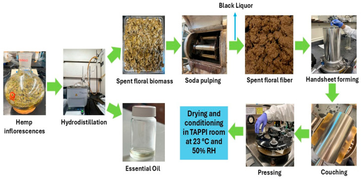 The hydrodistillation process of floral hemp biomass, soda pulping of residual spent floral biomass, and handsheet preparation steps from spent floral fibers.