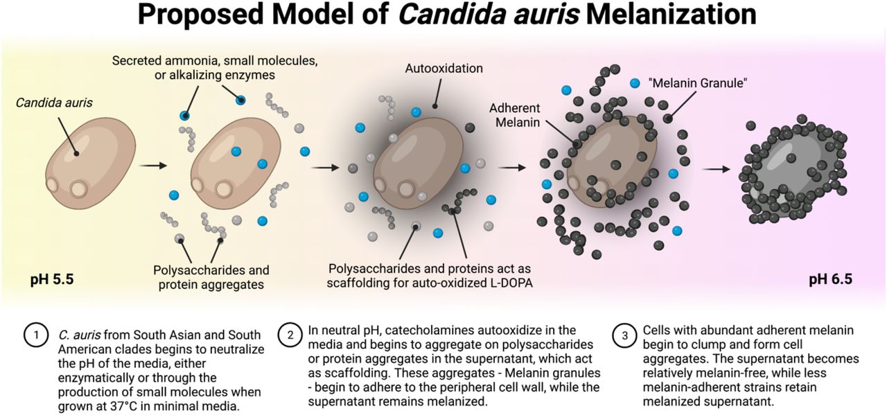Proposed model for C. auris melanization.C. auris from Clades I and IV can neutralize the pH of their surrounding environment by secreting either ammonia, an alkalinizing enzyme, or some other pH modulator. The neutralized pH encourages oxidation of catecholamines that are present, which begin to form a pigment. The oxidized catecholamines may aggregate on secreted proteins, polysaccharides, or lipids to form melanin granules. These melanin granules are deposited on the surface of the fungi. In cases of high degrees of melanization, nearly all of the extracellular melanin ends up adhering to the surface of the fungus, leaving a relatively light-colored supernatant.