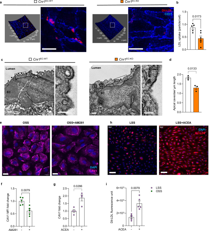 Role of CB1 in endothelial LDL transport.a Representative TPLSM 3D images of Dil-LDL particles in ex vivo perfused carotid arteries from female Cnr1EC-WT and Cnr1EC-KO mice after 4 weeks WD; CD31 was used to mark ECs. Scale bar, 20 μm. b Quantification of Dil-LDL normalized to EC number (Cnr1EC-WT n = 5 and Cnr1EC-KO mice n = 6). c TEM images visualizing endothelial caveolae from aortic arches of female Cnr1EC-WT and Cnr1EC-KO mice after 4 weeks WD (scale bar: overview- 200 nm, zoom in- 100 nm) EC- endothelial cell. d Quantification of apical caveolae from c (n = 3 mice per group collected in a single experiment; each dot represents an average of 20 analyzed images) e, f Representative images of HAoECs from female donors and quantification of CAV1 mean fluorescence intensity (MFI) (n = 5) treated with 1 μM AM281 or vehicle under OSS for 24 h followed by 1ug/ml Dil-LDL treatment for 30 min. Scale bar, 20 μm. g CAV1 mRNA expression (RT-qPCR) in HAoECs from female donors (n = 4) treated with 1 μM ACEA or vehicle under LSS for 24 h. h, i Representative images of HAoECs from female donors and quantification of Dil-LDL uptake (by absolute fluorescence unit) (n = 5) preincubated with 1 µM ACEA or vehicle under LSS for 24 hours, followed by 1 µg/mL Dil-LDL treatment for 90 min. Scale bar, 50 μm. Data are shown as mean ± s.e.m; two-tailed Mann-Whitney U test (b, f, g, i) or Welch T- test (d) was applied. Each data point represents one individual mouse or human sample (biological replicate), collected in at least 1 (c) or 2 (a, e, h) independent experiments.