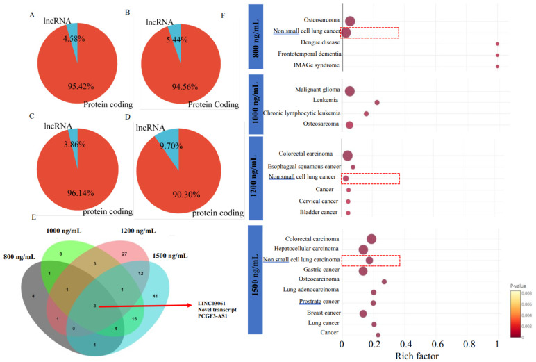Association of long non-coding RNAs linked to Δ-9-THC dose responses. Percentage of lncRNAs and protein-coding genes found in the groups treated with (A) 800 ng/mL, (B) 1000 ng/mL, (C) 1200 ng/mL, and (D) 1500 ng/mL Δ-9-THC. (E) Venn diagram showing highly significant long non-coding RNAs (lncRNAs) in all treatment groups and their overlap. (F) Enriched pathways associated with lncRNAs in each treatment group. Exposure to Δ-9-THC at concentrations of 800, 1200, and 1500 ng/mL was found to be associated with the activation of the non-small cell lung cancer (NSCLC)-linked signaling pathway, potentially mediated through the dysregulation lncRNAs. Red circles represent the gene ratios associated with various diseases, with the area of each circle proportional to the corresponding gene ratio. Red dashed boxes highlight key diseases significantly enriched with lncRNAs.