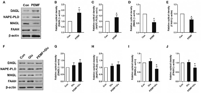 Effects of PEMF exposure on expression of the eCB enzymatic system. After single PEMF exposure for 4 h, expression of DAGL, NAPE-PLD, MAGL, and FAAH were examined by western blot analysis (A). The data represent mean standard ± error from six experiments (B–E). *P < 0.05 vs. Con group. After treatment with PEMF and glutamate according to protocol 3 for 24 h, expression of DAGL, NAPE-PLD, MAGL, and FAAH were examined by western blot analysis (F). The data represent mean ± standard error from six experiments (G–J). F-value (I) = 7.365, F-value (J) = 5.563, *P < 0.05 vs. Glu group.