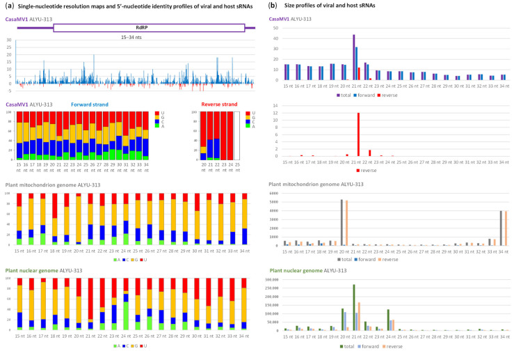 Illumina sequencing analysis of Cannabis sativa mitovirus 1 (CasaMV1) genome- and plant mitochondrion and nuclear genomes-derived small RNAs in the hemp plant ALYU-313. Here, 15–34 nt small (s)RNA reads were mapped with zero mismatches on the reconstructed genome sequence of GLPV isolate ALYU-313 and the reference sequences of C. sativa mitochondrion and nuclear genomes, sorted by size and 5′-terminal nucleotide identity and then counted. In panel (a), a histogram plots the combined numbers of 15–34 nt viral reads at each nucleotide position of the CasaMV1 genome: blue bars above the axis represent positive-sense strand reads starting at each respective position, while red bars below the axis represent complementary strand reads ending at each respective position. The viral genome organization is shown schematically above the histogram, with the ORF encoding RNA-dependent RNA polymerase (RdRP) boxed. Below the histogram, bar graphs show frequencies of 5′-terminal uridine (U), guanosine (G), cytosine (C) and adenosine (A) plotted in percentage of total sRNAs for each of the size classes. (b) Size profile of viral and host sRNAs. Bar graphs show counts in reads per million (RPM) of sRNAs derived from positive-sense (forward) and negative-sense (reverse) strands or both strands of the viral genome and from forward and reverse strands of the host plant genomes.