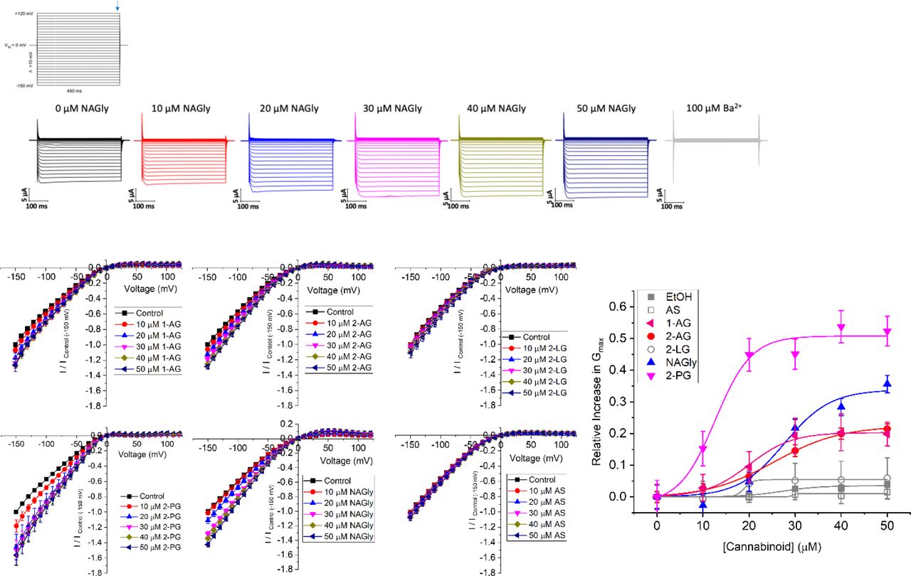 Concentration dependence of 2-MGs on Kir2.1 current.(A) Current-voltage (I-V) relationship of Kir2.1 channels following the incremental addition of the listed endocannabinoids. For each cell, currents were normalized to the current elicited at -150 mV for control conditions (0 µM endocannabinoid). This enabled the averaging of pair-wise data from different cells. (B) Concentration dependence curves were calculated for each endocannabinoid by plotting the relative increase in slope conductance (Gmax) compared to control. Data was then fit to a dose-response function to determine EC50 and maximal effect (Emax).