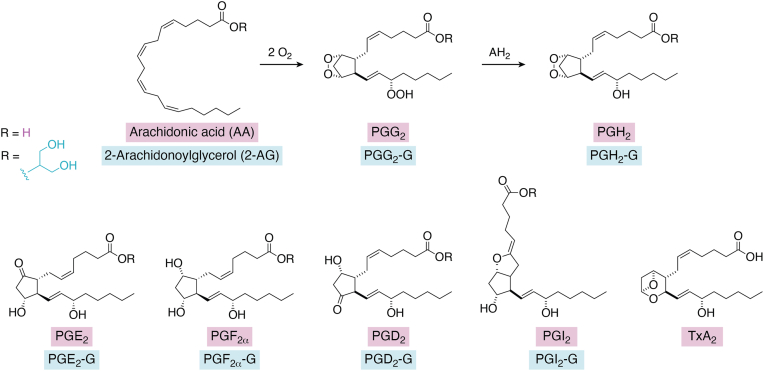 Formation of PGs and Tx from AA or PG-Gs from 2-AG. Upper, conversion of AA (R = H) to PGG2 and PGH2, or 2-AG (R = C3H7O2) to PGG2-G and PGH2-G. Lower, products of the enzymatic conversion of PGH2 or PGH2-G. Note that PGH2-G is a poor substrate for thromboxane synthase, which produces TxA2 from PGH2. AA, arachidonic acid; AG, arachidonoylglycerol; PG, prostaglandin; PG-G, prostaglandin glyceryl ester; PGH2, prostaglandin H2; Tx, thromboxane.