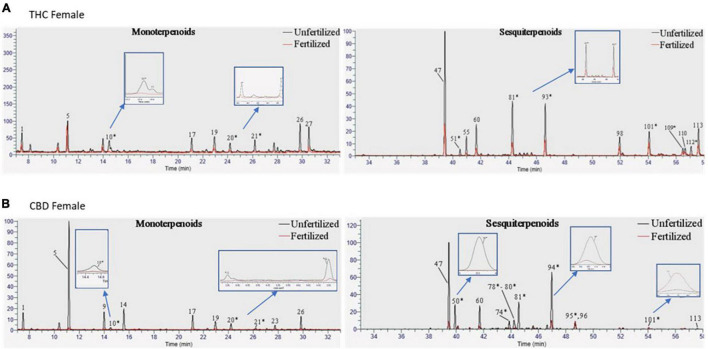 Terpenoid profiles of Cannabis strains before and after fertilization. Overlay of chromatograms of the unfertilized and fertilized samples of (A) THC-rich and (B) CBD-rich female plants were performed by the same scales [retention time (RT); relative abundance of the signal intensity; weight of the samples (10 mg)], showing monoterpenoids on the left and sesquiterpenoids on the right. * Terpenoids that were semi-quantified.