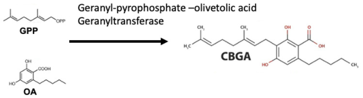 Cannabinoid biosynthesis begins with the combination of geranyl pyrophosphate (GPP) and olivetolic acid (OA) to form cannabigerolic acid (CBGA). CBGA serves as the substrate for phytocannabinoid synthesis.