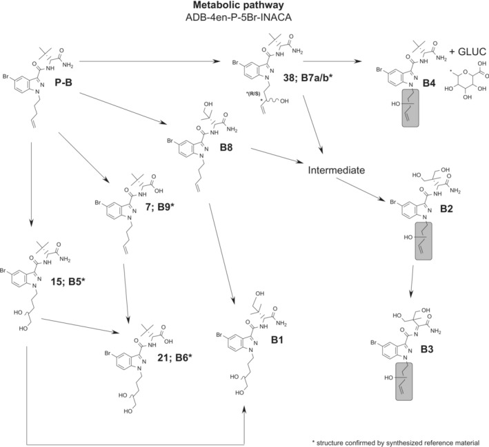 Proposed metabolic pathway of ADB‐4en‐P‐5Br‐INACA. B7 is named “a/b” because the metabolite is split into two peaks that was confirmed by the analysis of the reference substance that showed an identical peak splitting, caused by the additional chiral centre formed by the hydroxy group of the metabolite at the 3′‐position of the pentenyl chain, creating a diastereomer (enantiomeric centers are marked with *). The “intermediate” placeholder before B2 in the pathway is most likely a dihydroxylation but was not found in the analysis or was excluded during data selection due to missing MSMS fragmentation spectra. Gray areas mark potential positions for hydroxylation.
