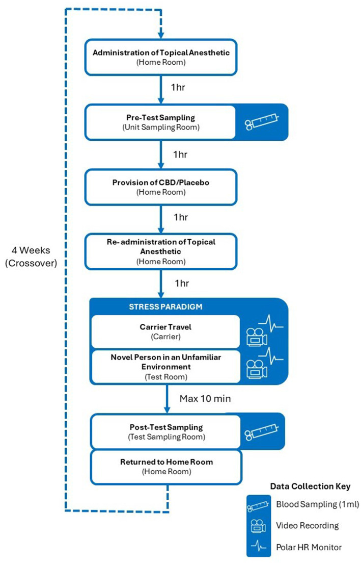 Experimental design. The order in which cats received the CBD treatment was randomized and blinded. Cats that received the CBD treatment prior to their first experience of the stress paradigm received the placebo treatment 4 weeks later, prior to their second exposure. Similarly, cats that received the placebo treatment prior to their first experience of the stress paradigm received the CBD treatment four weeks later, prior to their second exposure.