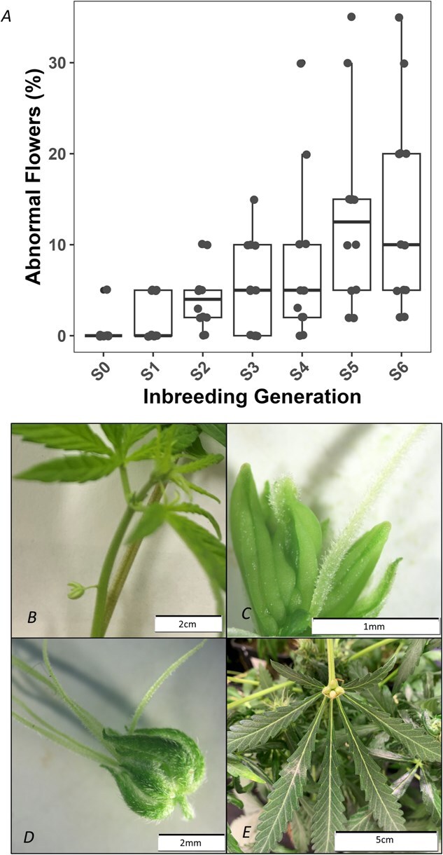Effect of inbreeding on the propensity to produce abnormal flowers in IPK_36, (A) proportion of abnormal flowers in each generation at anthesis, refer to Table S2 for post hoc groupings, (B) male flower growing from an internode, (C) intermediate sex organ, anther with a style growing out the tip, (D) hermaphroditic flower, male perianth with multiple stigmas, (E) single flower containing four immature seeds growing from the leaf base.