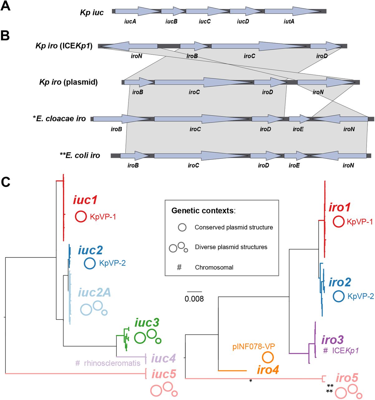 (a) Structure of the aerobactin locus iuc found in Klebsiella pneumoniae.(b) Structure of the salmochelin (iro) loci found in K. pneumoniae integrative conjugative element ICEKp1, K pneumoniae plasmids, Enterobacter cloacae and Escherichia coli. *Also found in iro4 K. pneumoniae plasmid; **also found in iro5 Kp plasmids. (c) Maximum likelihood phylogenetic trees inferred from iuc and iro sequence types (AbSTs and SmSTs) identified in K. pneumoniae genomes. Phylogenetic lineages discussed in the text are labelled and their mobility indicated; nucleotide divergence within and between lineages is given in Tables S7 and S8. * and ** indicate iro locus structural variants that are more typical of non-Klebsiella species, as shown in panel (b).