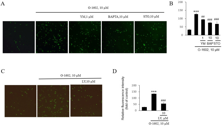 Effects of YM254890, BAPTA-AM, STO-609, and LY294002 on O-1602-induced THP-1 monocytes adhesion to endothelial cells. THP-1 cells were pretreated with the indicated concentrations of inhibitors for 1 h, and then treated with 10 μM O-1602 for 24 h. The calcein-labeled cells were seeded onto confluent HUVECs and images were obtained after 2 h. (A) Representative fluorescence microscopic images of THP-1 monocyte adhesion to HUVECs in the presence of YM254890, BAPTA-AM, and STO-609. (B) Histogram of THP-1 monocyte adhesion to endothelial cells in the presence of YM254890, BAPTA-AM, and STO-609. (C) Representative fluorescence microscopic images of THP-1 monocyte adhesion to HUVECs treated with LY294002. (D) Histogram of the adhesion of THP-1 monocytes to endothelial cells with LY294002. The results are presented as the mean ± SEM of three independent experiments. Statistical significance: *** p < 0.001 vs. untreated control cells, ## p < 0.01, ### p < 0.001 vs. O-1602-treated cells.