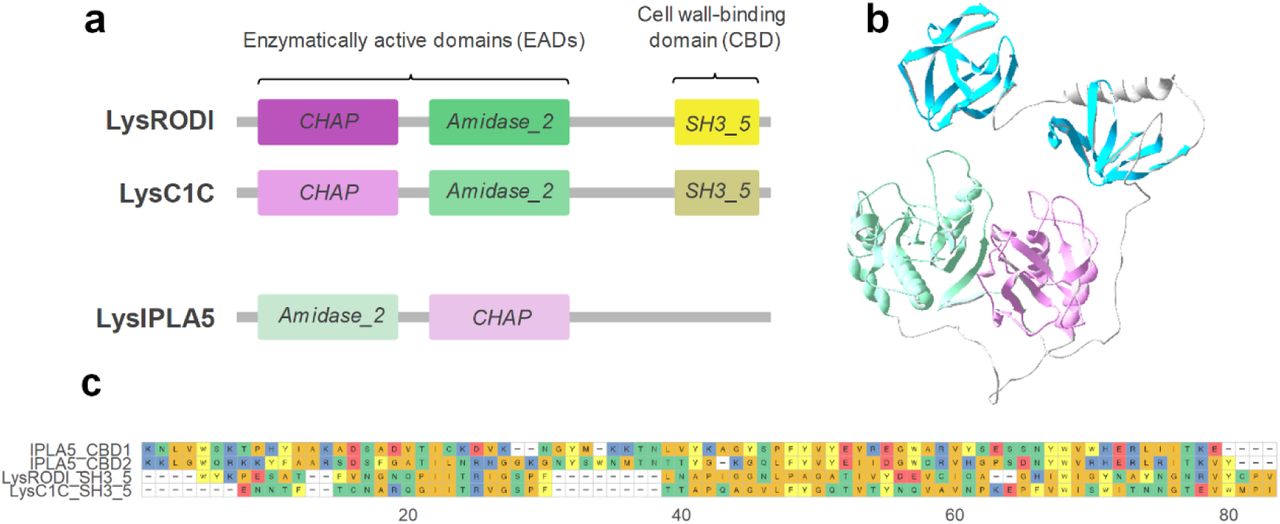 Structural comparison of three staphylococcal endolysins. (a) Schematic representation of the architectures of LysRODI, LysC1C and LysIPLA5 (not in scale). (b) Prediction of LysIPLA5 3D structure (pLDDT = 79.78). (c) Sequence alignment of the repeats making up the CBDs of LysRODI, LysC1C and LysIPLA5.