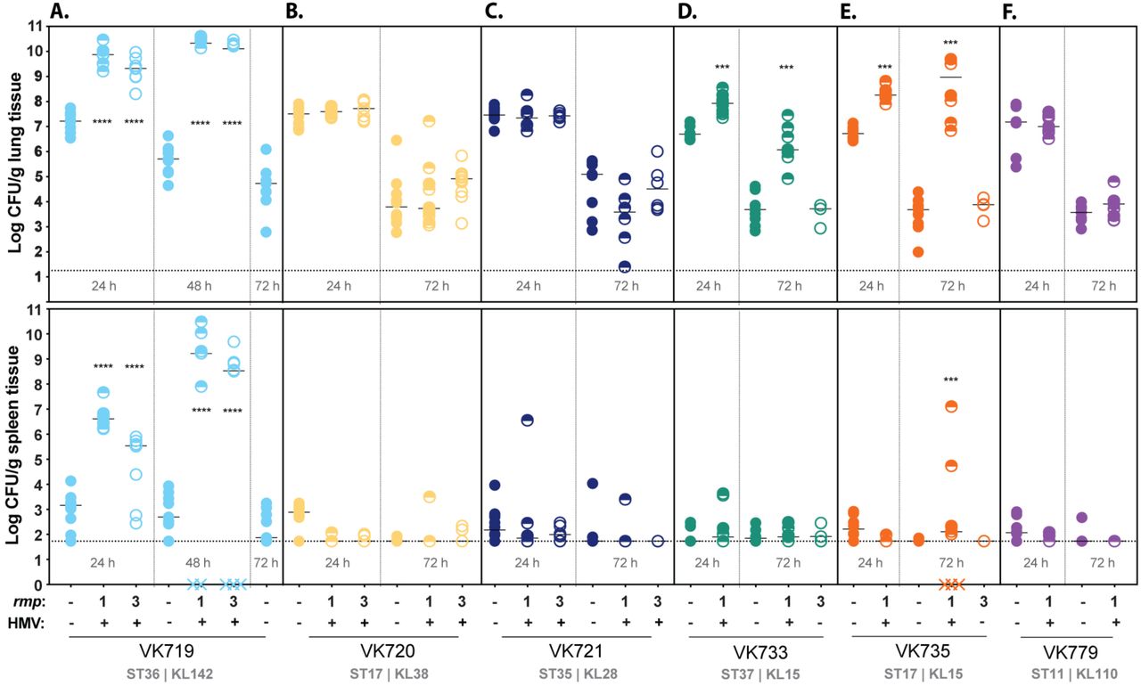 rmp integration and HMV conversion does not universally contribute to virulence.C57BL/6J mice were inoculated with 2 × 107 CFU of the indicated strains; lungs (top) and spleens (bottom) were harvested at 24, 48, or 72 hpi for bacterial enumeration. Each symbol represents one mouse, solid lines indicate median values, and dotted lines represent the limit of detection. Symbols (X) on the X-axis represent mice that died prior to timepoint. HMV status is marked by - or + along the X-axis. HMV-negative cKp integrants were not tested at 24 h. Mann-Whitney test was applied to determine significance compared to parental strains. ***, P < 0.001; ****, P < 0.0001. Comparisons not indicated were not significant.