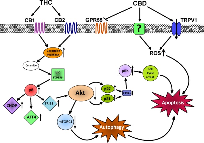 The known mechanisms responsible for the induction of apoptosis by cannabinoids. CBD, cannabidiol; THC, Δ9‐tetrahydrocannabinol; CB1, cannabinoid receptor 1; CB2, cannabinoid receptor 2; TRPV1, receptor potential channel subfamily V member 1; GPR55, orphan G‐protein coupled receptor 55; ROS, reactive oxygen species; ER, endoplasmic reticulum; p8, protein p8 (Nuclear Protein 1, NUPR1); CHOP, CCAAT/‐enhancer‐binding protein homologous protein; ATF4, activating transcription factor 4; TRIB3, tribbles pseudokinase 3; Akt, protein kinase B; mTORC1, mammalian target of rapamycin C1; p21, cyclin‐dependent kinase inhibitor 1; p27, cyclin‐dependent kinase inhibitor 1B; CDK, cyclin‐dependent kinase; pRb, retinoblastoma protein.