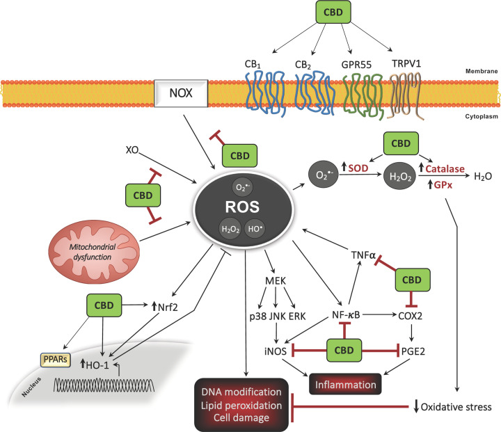Overview of the antioxidant propensity of CBD