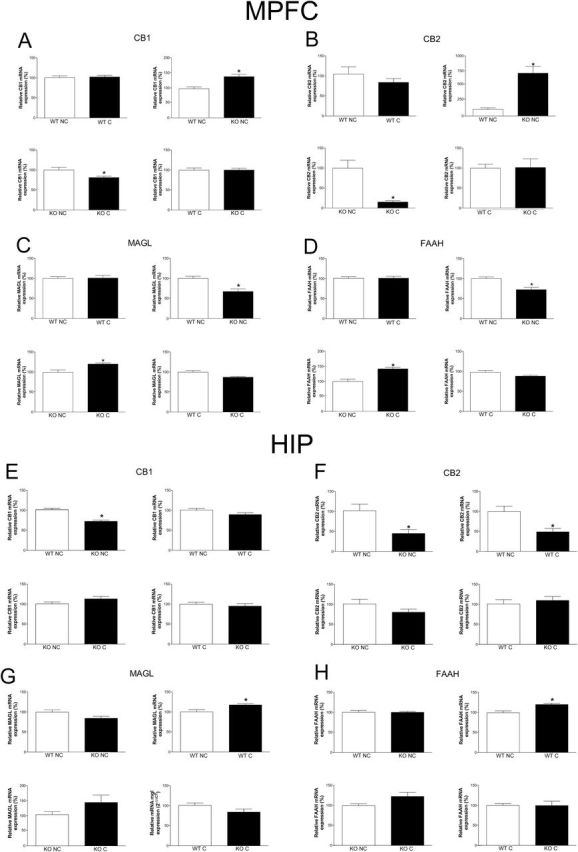 Expression of cannabinoid receptors type 1 (CB1) and 2 (CB2), monoacylglycerol lipase (MAGL), and fatty acid amide hydrolase (FAAH) mRNA in the medial prefrontal cortex (MPFC) (A-D) and hippocampus (HIP) (E-H) of wild-type (WT) and inducible nitric oxide synthase (iNOS) knockout (KO) mice. In the MPFC, KO nonconditioned (NC) presented higher CB1 (A) and CB2 (B) mRNA than WT NC, whereas conditioning decreased both CB1 and CB2 mRNA in KO mice compared with KO NC (n=5–8/group), KO NC presented lower MAGL (C) and FAAH (D) mRNA than WT NC, whereas conditioning increased both MAGL and FAAH mRNA in KO conditioned (C) compared with KO NC (n=6–8/group). Results are expressed as means±SEM. Student’s t test, *P<.05. In the HIP, KO NC presented lower CB1 (E) and CB2 (F) mRNA than WT NC, and conditioning decreased the CB2 mRNA level in WT compared with WT NC (n=6–8/group); conditioning increased MAGL (G) and FAAH (H) mRNA in WT mice compared with WT NC (n=7–8/group). Results are expressed as percentage means±SEM of control values. Student’s t test, *P<.05.