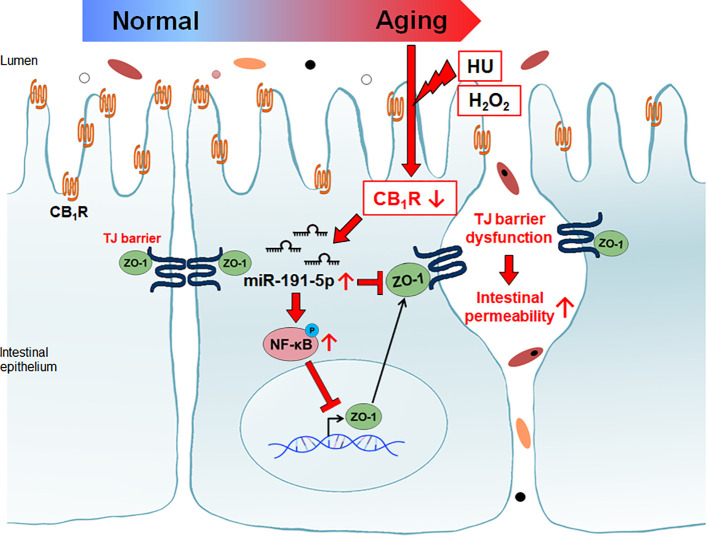 Reduction of CB1 in aged intestinal epithelial cells caused tight junction dysfunction. Decreased CB1 is associated with the induction of miR-191-5p. miR-191-5p reduced ZO-1 expression by targeting directly and via activation of p-p65 NF-κB transcription factor.