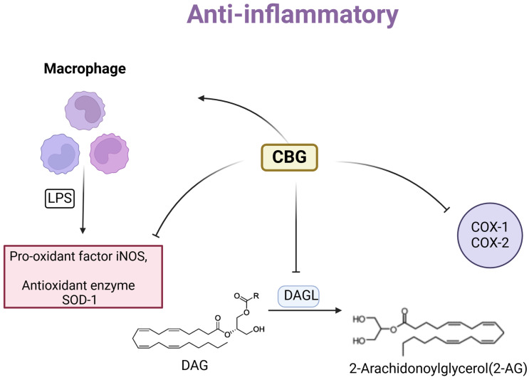 The mechanism of CBG anti-inflammatory effects. The figure depicts the main mechanisms by which CBG affects inflammation and antioxidant activity. CBG reduces the activity of inducible nitric oxide synthase (iNOS) and modulates the expression of superoxide dismutase-1 (SOD-1). Furthermore, CBG inhibits diacylglycerol lipase (DAGL) and decreases the activity of cyclooxygenase-1 (COX-1) and cyclooxygenase-2 (COX-2) enzymes.